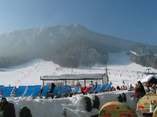 Gozd Martuljek